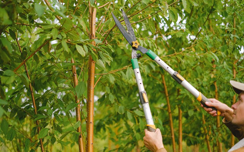 Tree trimming in Arnegard, ND